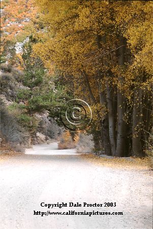 trees line road, images of forest outdoors scenes