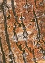 Creek Cottonwood tree bark nature pattern