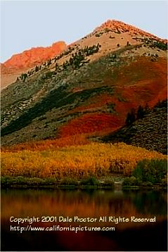 stock photography, Bishop, North Lake, mountain peak sunrise, golden tree picture