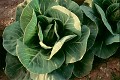 close-up picture of single cabbage plant in crop field mid-growth top view in evening light