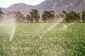water flowing in celery field irrigation process