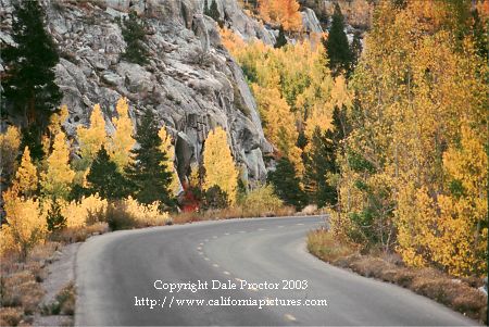 Owens Valley Bishop Creek Canyon Aspen grove's in fall foliage road to South Lake