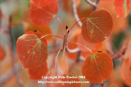 Autumn background, red natural graphics image
