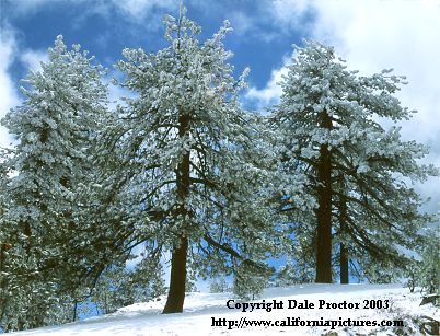 Trees, snow scenes, Los Padres National Forest, Southern California pictures, winter