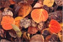 autumn leaves photos