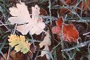 Valley Oak leaves, autumn scenes California