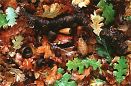 colorful close-up oak leaves, acorns, tree trunk California fall color