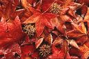 Red leaves close-up picture, California autumn color wall art print