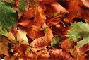 California Sycamore leaves, autumn print of fall Sycamore tree foliage colors