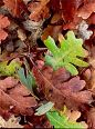 Oak leaves picture color in fall forest photo close-up view