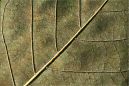 natural lines growth pattern of leaves close-up  scenes nature photo