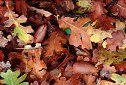 Hidden Valley oak leaves in autumn color, acorns, forest floor scenery