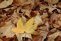 picture of California golden leaf in mixed dried leaves cheseboro canyon Agoura Hills Conejo Valley
