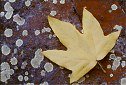 california foliage tree photos, sycamore leaf colorful rock with lichen orange color patterns nature
