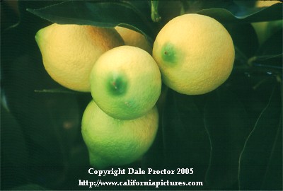 lemons on trees close-up fruit photographs