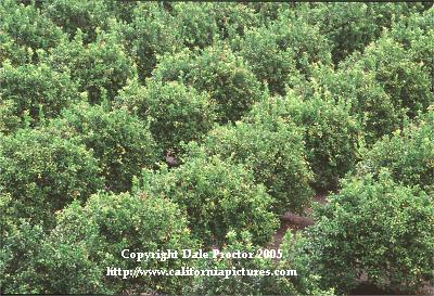 Lemon grove, citrus tree images ...
