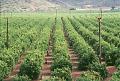 nature patterns of lines flowing to mountains in rural Camarillo lemon grove citrus tree photos
