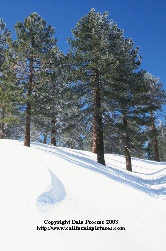 Los Padres National Forest Pine trees in snow beautiful places California mountains