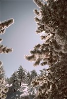 snow covered Pine trees, green conifer forest photos, Pacific Coast mountains