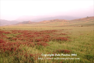 picture of wildflowers, coastal fog, grassland, wildflowers, Santa Monica Mountains National Recreation Area