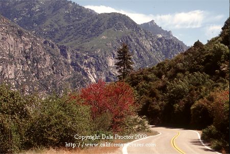 Kings Canyon National Park, spring Redbud tree along road, curves down canyon