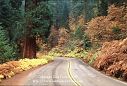 Sequoia National Park fall spectacular autumn color on road in Giant Forest