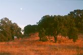 rising moon evening dusk, California hardwood tree forest photos hills
