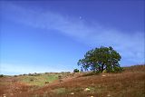 large oak tree moon, rural farmland fields hillside, California pictures blue sky white clouds, photos of spring