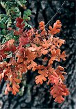 valley oak tree autumn stock photos of California fall color foliage