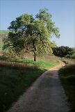 valley California lone oak tree green fields along canyon road curves photo trail hiking view color