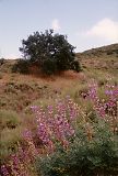 purple flower picture of lupine wildflowers, oak tree above on hillside photos of Southern California coast scenes