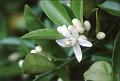 orange blossoms, flowers blooming on tree