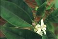 picture of orange blossoms on tree, foliage of orange tree in back-light