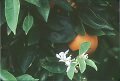 navel orange on tree, flowers