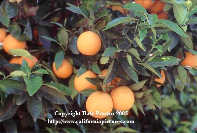 oranges on tree, fruit
