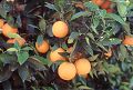 oranges on orange tree