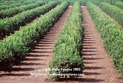 pictures growing field of Orange trees California industry farm land