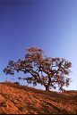 Valley Oak tree hillside portrait scenic
