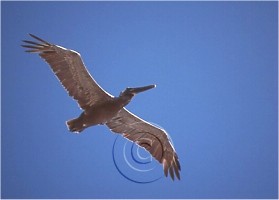 lone Pelican, Pictures California Coast, Ventura County