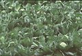 picture of cabbages growing in row crop