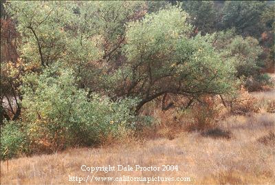 Willow trees, fall Santa Monica Mountains, Pacific Coast North America photos