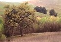 Santa Monica Mountains oak woodland nature scenes print California landscape photography