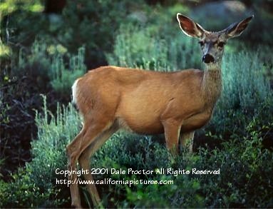 mineral king valley pictures, deer picture, sequoia national park, california