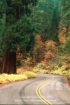 Autumn canyon, tree pictures wall art Sequoia National Park California