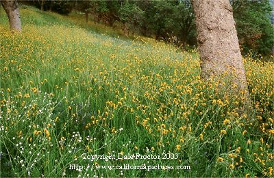 California wildflowers green grass spring, trees, Sequoia National Park, California