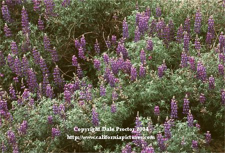California wildflowers Purple Lupine Lupinus nanus foothills, Sequoia National Park, California