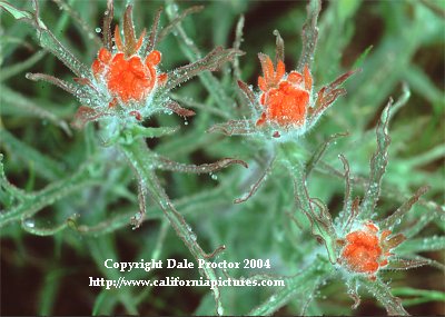 California wildflowers Indian Paintbrush Castilleja family Figwort, Sequoia National Park, California