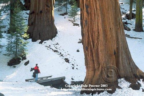outdoor pictures Sequoia snow scenes, man hiking in conifer forest pine forest trees