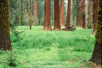 Sequoia National Park scenic forest  meadow California