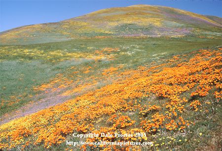 Poppies California state flower display of new growth in nature, scenes of spring on Gorman hillside